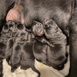 Labrador Retriever Puppies from Corner Crest Labs