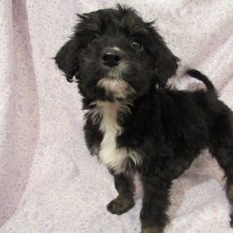 Aussiedoodle, Australian Shepherd, and Poodle Puppies from Kay Kay's Pupper Patch