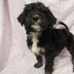 Aussiedoodle, Australian Shepherd, and Poodle Puppies from Kay Kay's Pupper Patch