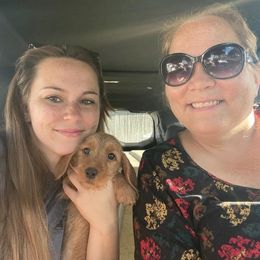 Basset Fauve de Bretagne and German Wirehaired Pointer Puppies from Afterhours German Wirehaired Pointers and Basset Fauve de Bretagne