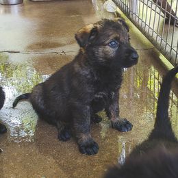 German Shepherd Puppies from Triple K Kennels