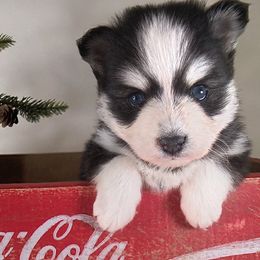 Boots - Black and white male Pomsky puppy in Tucson, Arizona from Mini Pomsky Puppies