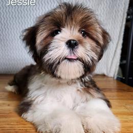 Jessie - Red female Lhasa Apso puppy in Jefferson, New York from Absolute Lhasa Love