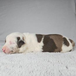 Cooper - Red merle male Catahoula Leopard Dog puppy in Doerun, Georgia from Twig & Tail Puppies