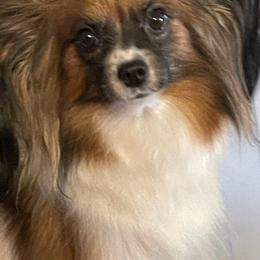 Candy - Papillon