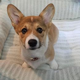 Louis - Sable female Pembroke Welsh Corgi puppy in Lapeer, Michigan from Peach Tree/Shoreline Catahoulas & Corgis