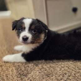 Puck - Black tri male Miniature Australian Shepherd puppy in Vidor, Texas from Magnolia Mini Aussies with Natural Tails