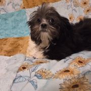 Midwest Mini Tuxedo - Black male Mi-Ki puppy in Clearwater, Kansas from Midwest Mini Mi-kis