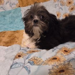 Midwest Mini Tuxedo - Black male Mi-Ki puppy in Clearwater, Kansas from Midwest Mini Mi-kis