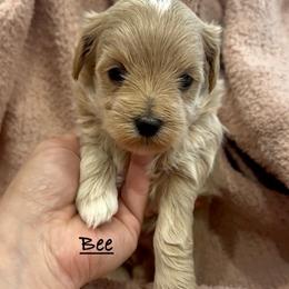 Bee - Cream female Maltipoo puppy in Traverse City, Michigan from Riyem Wildflower Farms