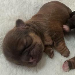 Tan Collar - Sable male Shih Tzu puppy in Merrillville, Indiana from Gibbs Gorgeous Paws LLC