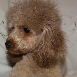 Pea - Poodle