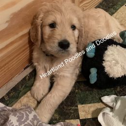 Goldendoodle Puppies from Heartland Poodles and Doodles