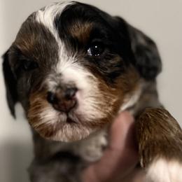 Bernedoodle Puppies from Bernied00dle Love