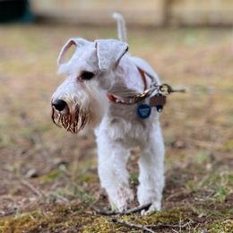Bailey - Miniature Schnauzer
