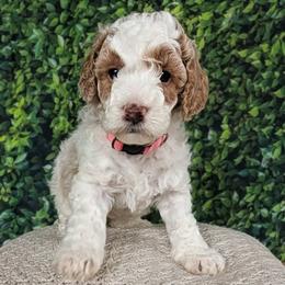 Pink Collar Girl - White female Cavapoo puppy in Almira, Washington from Cavapoo Cuddles