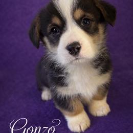 U-6. Gonzo - Black and tan male Pembroke Welsh Corgi puppy in Sanford, Michigan from Tambali Pembroke Welsh Corgis