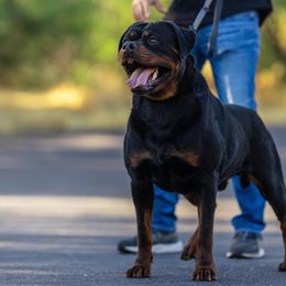 Gunner - Rottweiler