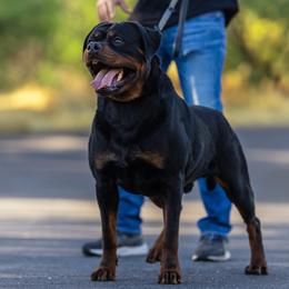 Gunner - Rottweiler