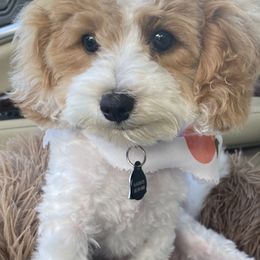 Cavapoo Puppies from Wee-1 Cavapoos