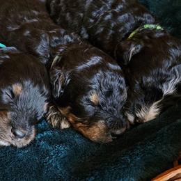 Daffodil - Phantom female Bernedoodle puppy in Granton, Wisconsin from Rose River Farms