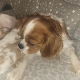 Cavalier King Charles Spaniels from Courtney's Cavaliers
