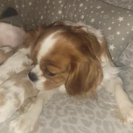 Cavalier King Charles Spaniels from Courtney's Cavaliers
