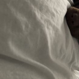 Dilute Retriever and Labrador Retriever Puppies from Clear Creek Kennels