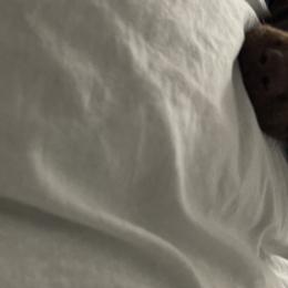 Dilute Retriever and Labrador Retriever Puppies from Clear Creek Kennels