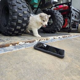 Girl 2 - Gray and white female Siberian Husky puppy in Bingham, Illinois from Siberian Instincts Kennel