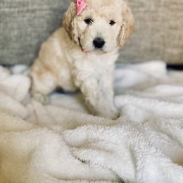 Bernedoodle and Labradoodle Puppies from Royal Doodles