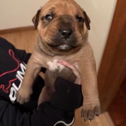 Blue collar male - Red male Boerboel puppy in Rockford, Illinois from Adoraboerboels