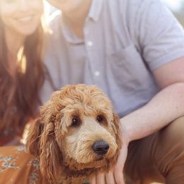 Goldendoodles from Summertime Goldendoodles