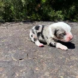 Blue Merle Male 2 - Blue merle male Miniature Australian Shepherd puppy in Natural Dam, Arkansas from Natural State Aussies