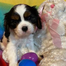 Cavalier King Charles Spaniels from KLEAS CKCS