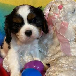 Cavalier King Charles Spaniels from KLEAS CKCS