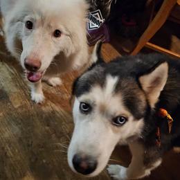 Siberian Husky puppies from Jackson's Siberians
