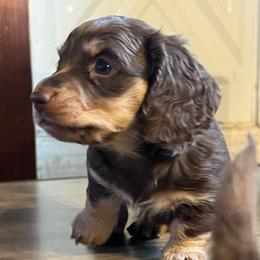 Jasper - Chocolate and cream male Dachshund puppy in Groveport, Ohio from Brobst Farm