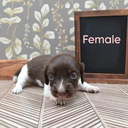 Dachshund Puppies from Geta Long Little Doggie