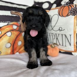 Giant Schnauzer and Miniature Schnauzer Puppies from Hillside Kennels