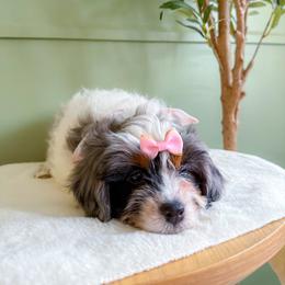 Girl 1 - Blue merle female Bernedoodle puppy in St Joe, Indiana from Pawsh Bernedoodles