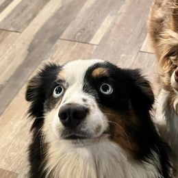 Toy Australian Shepherds from OMG Toy Aussies