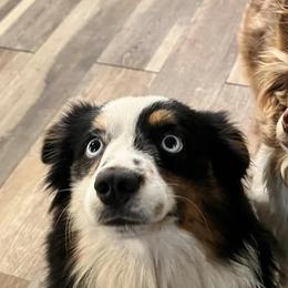 Toy Australian Shepherds from OMG Toy Aussies