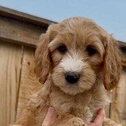 Millie - Cream female Goldendoodle puppy in Belgrade, Montana from Best Friend Doodles