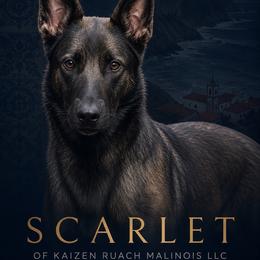 Scarlett of Kaizen Ruach - Belgian Malinois