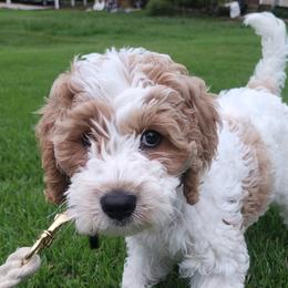 Goldendoodle Puppies from Cherry Lane Farm