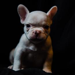 Polar - White male French Bulldog puppy in Battle Ground, Washington from Ferguson's Bulldogs