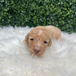 Ryder - Brown and white male Sheepadoodle puppy in Los Angeles, California from Exquisite Doodles