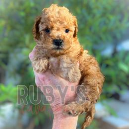 Clove - Red male Cavapoo puppy in West Jordan, Utah from Ruby's Cavapoos