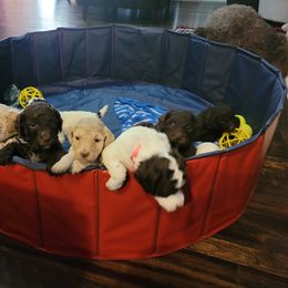 Poodle Puppies from Jazzi Oodles